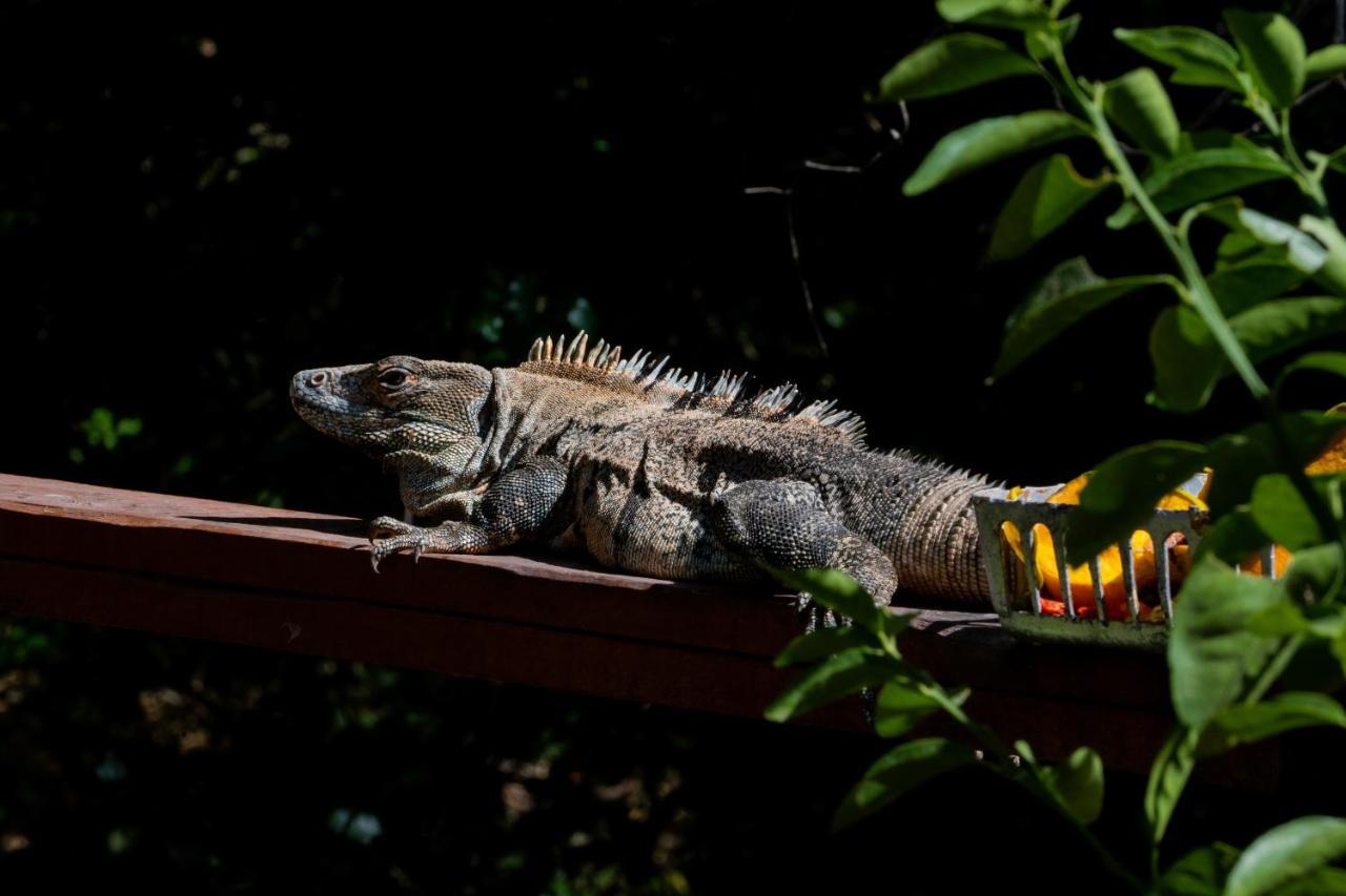 Antema Lodge Secteur Tamarindo, Piscine, Yoga, Gym, Jungle Et Paix Екстер'єр фото
